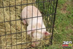 bacon-ball-2019-chaudiere-76